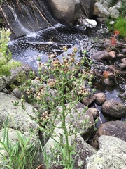 Lactuca biennis