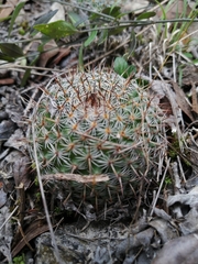 Mammillaria haageana