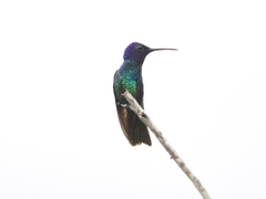 Chrysuronia oenone