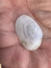 Periploma planiusculum