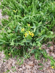 Callaeum macropterum