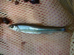 Notropis hudsonius
