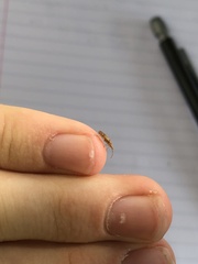 Belonochilus numenius