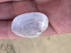 Periploma planiusculum