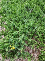 Callaeum macropterum