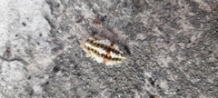Megalopyge defoliata