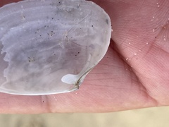 Periploma planiusculum