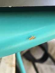 Belonochilus numenius