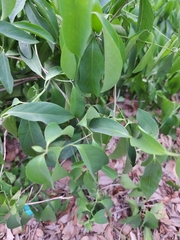 Callaeum macropterum