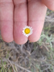 Erigeron pubescens