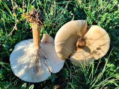 Melanoleuca