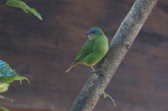 Dacnis cayana