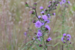 Liatris novae-angliae