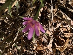 Tragopogon porrifolius