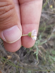 Erigeron pubescens