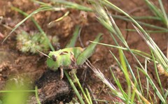 Chortoicetes terminifera