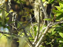 Vireo flavoviridis