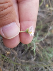 Erigeron pubescens