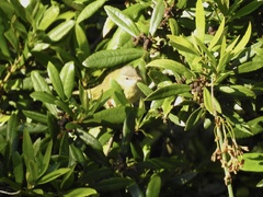 Vireo flavoviridis