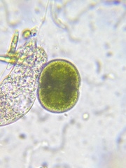 Cosmarium subcucumis