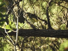 Vireo flavoviridis