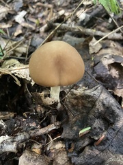 Psathyrella longistriata