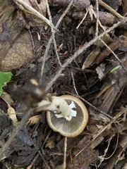 Psathyrella longistriata