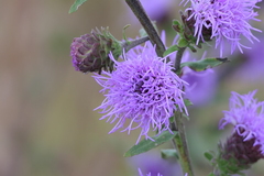 Liatris novae-angliae