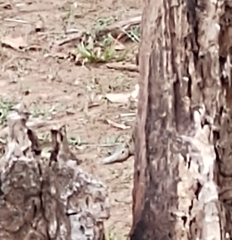 Tropidurus