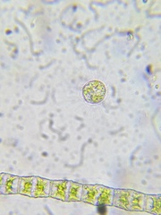 Heliozoa
