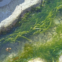Ulvophyceae