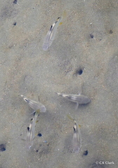 Ellochelon vaigiensis