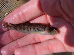 Etheostoma inscriptum