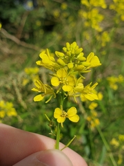 Rhamphospermum nigrum