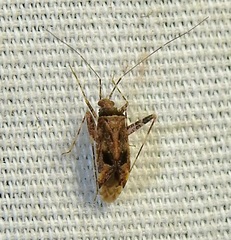 Phytocoris eximius