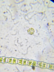 Heliozoa