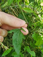 Rhamphospermum nigrum