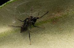 Myrmarachnini