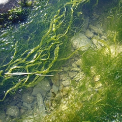 Ulvophyceae