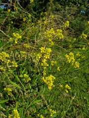 Rhamphospermum nigrum