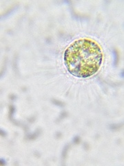 Heliozoa