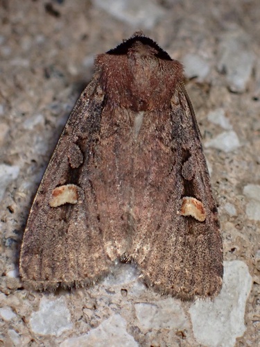 Adelphagrotis indeterminata photo 2