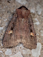 Adelphagrotis indeterminata