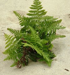 Pteridium aquilinum pubescens