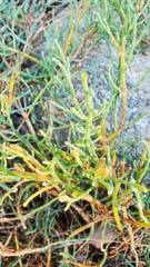 Salicornia perennis