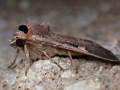 Adelphagrotis indeterminata