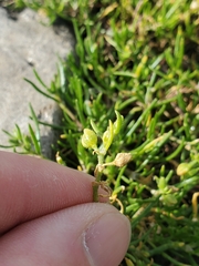 Spergularia rubra