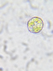 Heliozoa