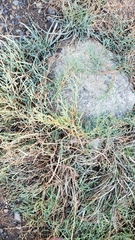 Salicornia perennis
