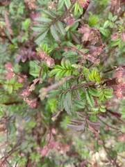 Acaena elongata